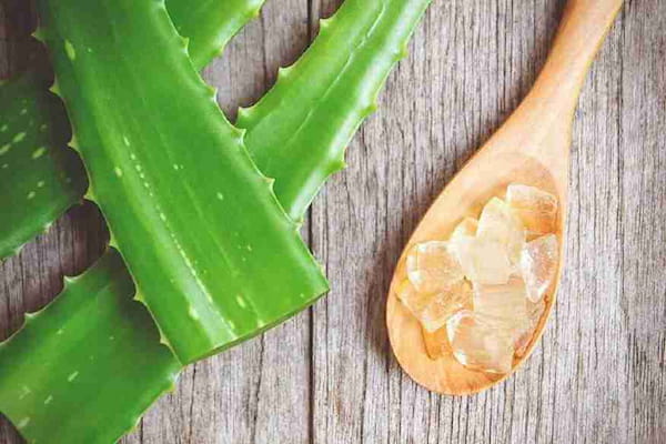 تصویر 4 از خرید برگ ژل آلوئه ورا + قیمت فروش استثنایی