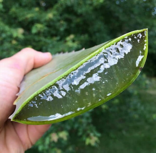 تصویر 2 از خرید برگ ژل آلوئه ورا + قیمت فروش استثنایی