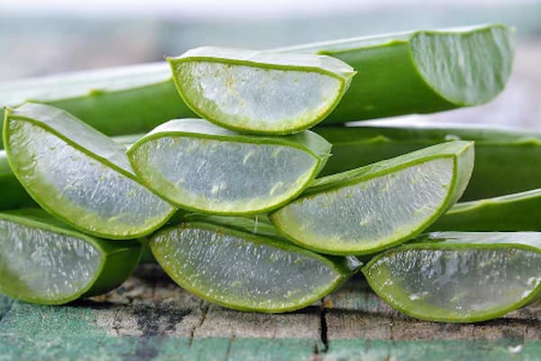 تصویر 3 از خرید و قیمت برگ آلوئه ورا عمده + فروش عمده