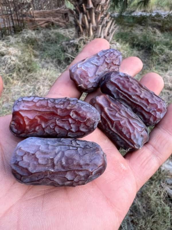 تصویر 3 از قیمت خرما پیارم صادراتی + خرید باور نکردنی