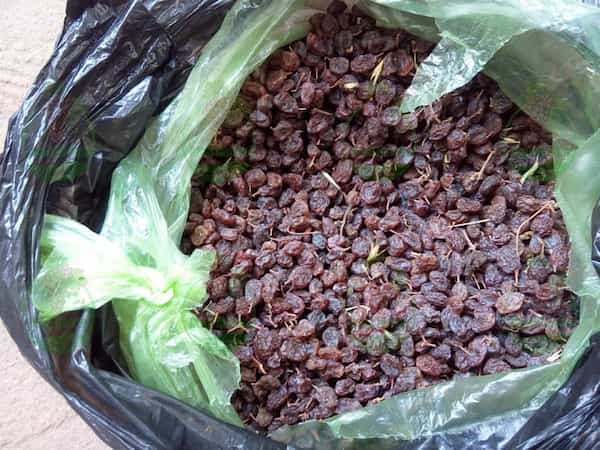 تصویر 3 از خرید و قیمت کشمش آفتابی پلویی + فروش عمده