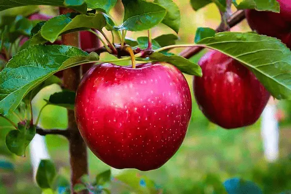 تصویر 2 از سیب سرخ مراغه فروش عمده