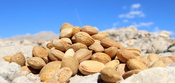 تصویر 3 از خرید بادام مامایی + قیمت فروش استثنایی