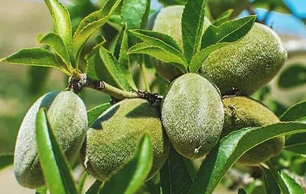 تصویر 2 از خرید بادام مامایی + قیمت فروش استثنایی