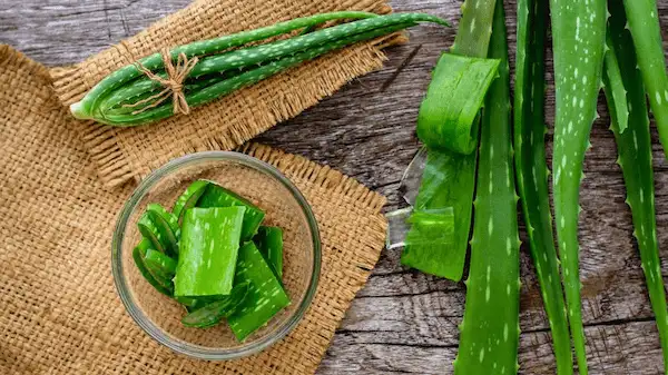 تصویر 4 از خرید آلوئه ورا  طبیعی عمده + قیمت عالی باکیفیت