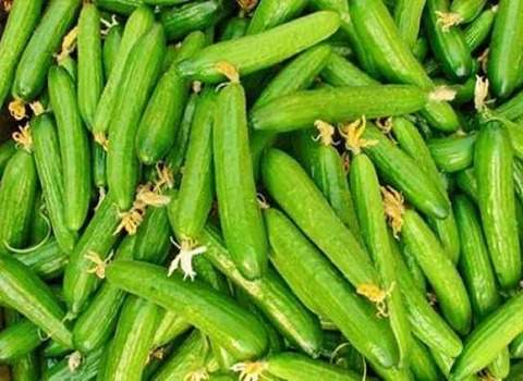 تصویر 5 از قیمت خرید خیار قلمی ریز + فروش ویژه