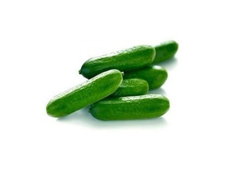 تصویر 3 از قیمت خرید خیار قلمی ریز + فروش ویژه