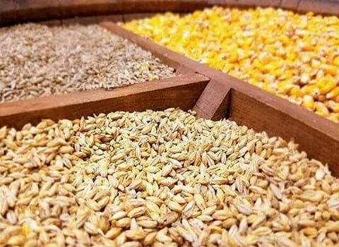 تصویر 3 از قیمت مکمل رشد طیور + خرید باور نکردنی
