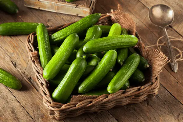 تصویر 2 از خیار گلخانه اصفهان + قیمت صادراتی