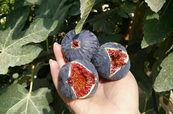 تصویر 5 از خرید جدیدترین انواع انجیر دارویی سیاه