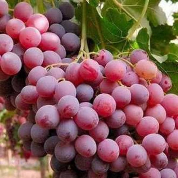 تصویر 3 از قیمت انگور تاکستان قزوین با کیفیت ارزان + خرید عمده