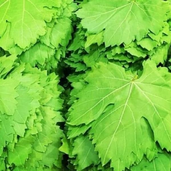 قیمت خرید برگ مو دلمه عمده به صرفه و ارزان