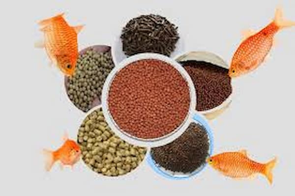 تصویر 4 از قیمت خرید غذا ماهی قرمز خانگی + فروش ویژه