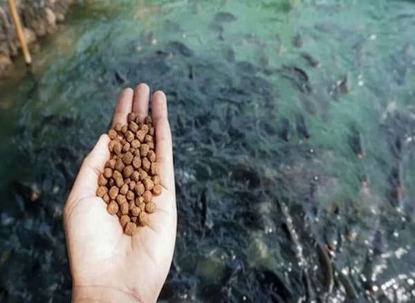 تصویر 4 از قیمت خرید غذا ماهی هلو فیش + فروش ویژه