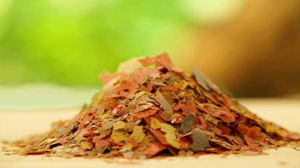 تصویر 4 از قیمت خرید غذا ماهی گوپی پولکی + فروش ویژه