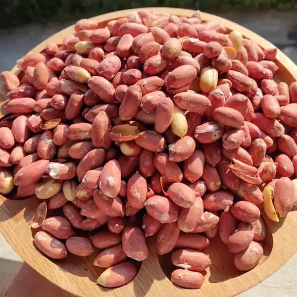 تصویر 4 از بهترین بادام زمینی فله + قیمت خرید عالی