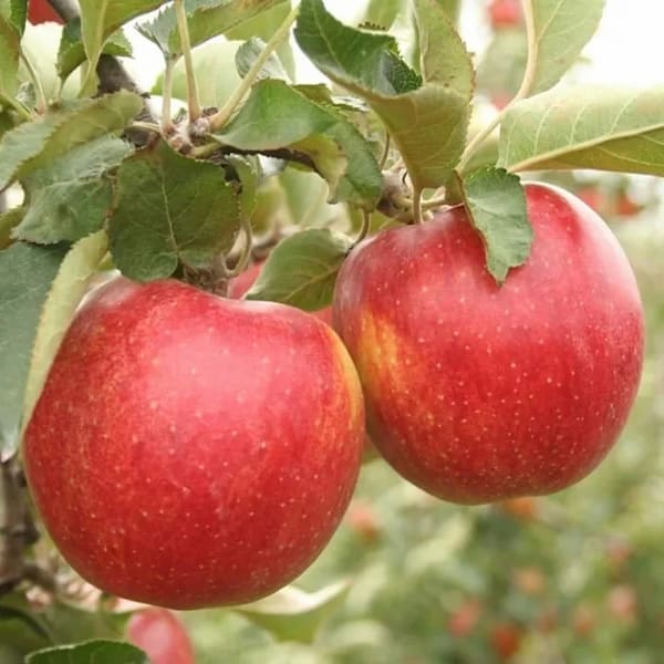تصویر 5 از فروش سیب درختی درجه یک + قیمت خرید به صرفه
