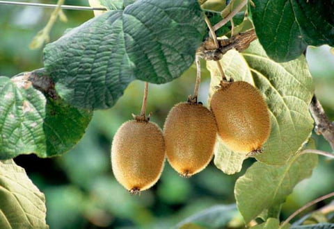 خرید و فروش کیوی هایوارد طلایی خلیج با شرایط فوق العاده
