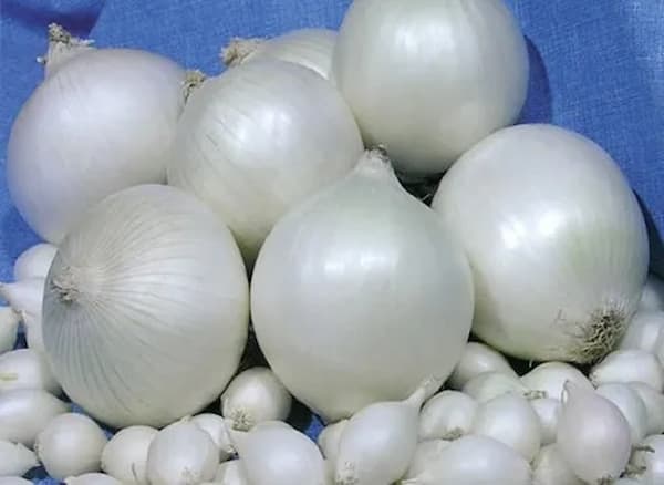 تصویر 4 از قیمت خرید پیاز سفید جیرفت + فروش ویژه