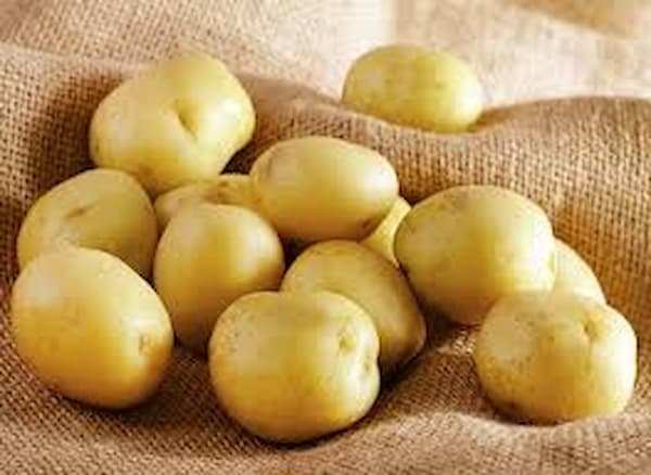 تصویر 2 از قیمت خرید سیب زمینی جیرفت + فروش ویژه