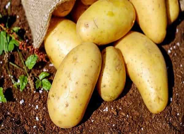 تصویر 3 از قیمت خرید سیب زمینی جیرفت + فروش ویژه