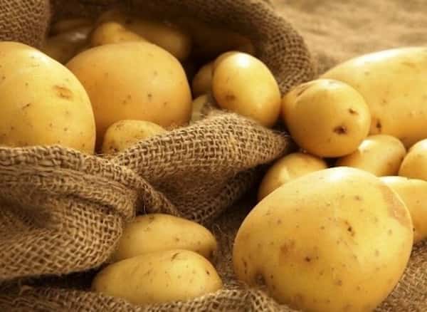 تصویر 1 از قیمت خرید سیب زمینی جیرفت + فروش ویژه