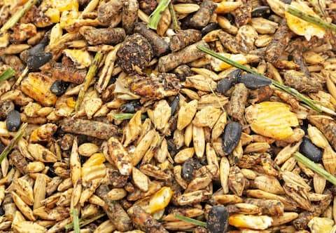 تصویر 3 از خرید کنسانتره اسب اسپینا + قیمت فروش استثنایی