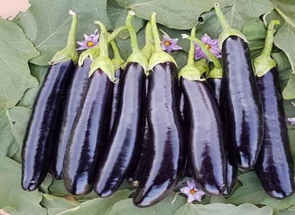 تصویر 4 از قیمت خرید بادمجان قلمی گلخانه ای + فروش ویژه