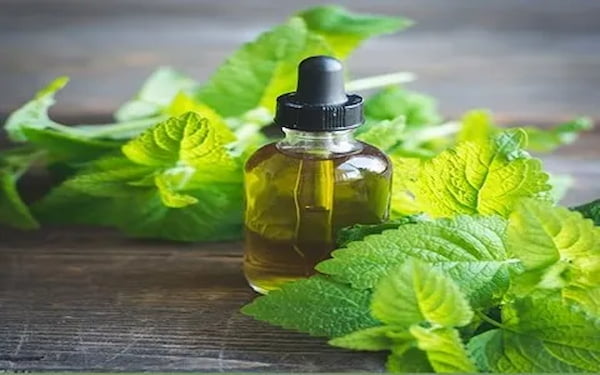 تصویر 4 از قیمت روز اسانس نعنا فلفلی