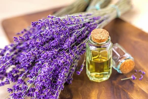 تصویر 4 از راهنمای خرید اسانس اسطخودوس الیس + قیمت عالی