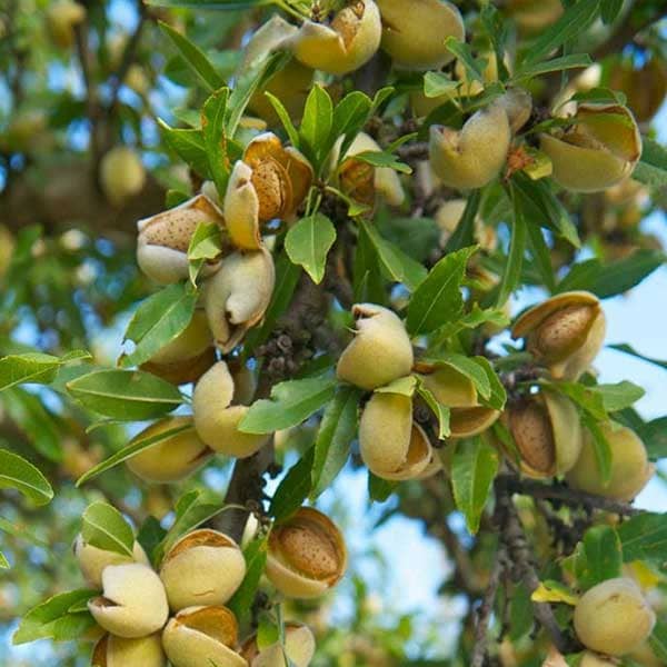 بادام مامایی با کیفیت خرید و فروش به صرفه