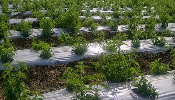 تصویر 1 از قیمت نایلون مالچ کشاورزی + خرید باور نکردنی
