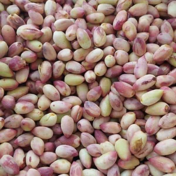 تصویر 4 از قیمت پسته تازه با پوست با کیفیت ارزان + خرید عمده