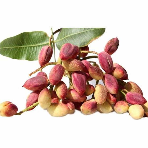 تصویر 1 از قیمت پسته تازه با پوست با کیفیت ارزان + خرید عمده