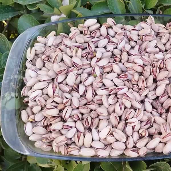 تصویر 1 از قیمت خرید پسته خام دامغان عمده به صرفه و ارزان