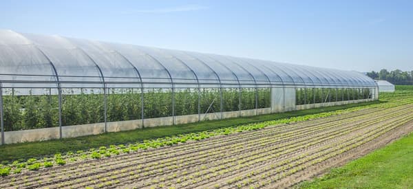 تصویر 1 از خرید نایلون گلخانه ای پلی اتیلن + قیمت فروش استثنایی