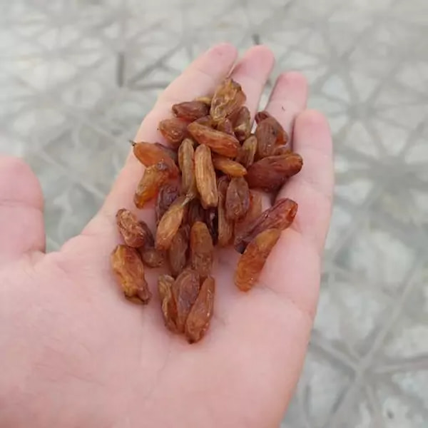 تصویر 1 از خرید کشمش آفتابی کاشمر + قیمت فروش استثنایی