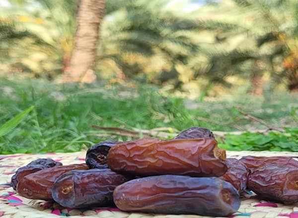 تصویر 3 از فروش خرما پیارم ممتاز + قیمت خرید به صرفه