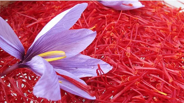 تصویر 5 از بهترین زعفران شکسته مشهد + قیمت خرید عالی