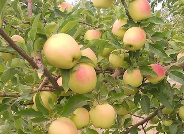 تصویر 5 از قیمت خرید سیب زرد لبنانی با فروش عمده