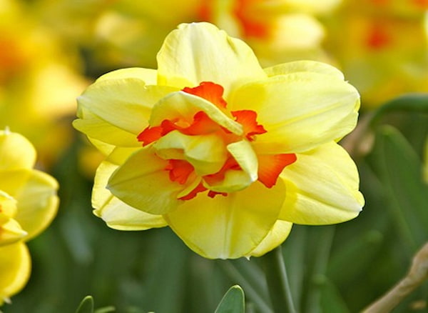 خرید گل نرگس