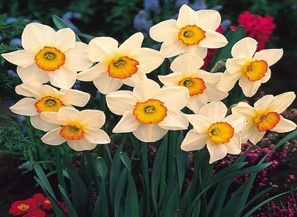 فروش گل نرگس