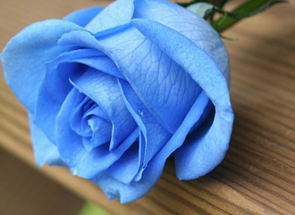تصویر 4 از قیمت خرید گل رز آبی با فروش عمده