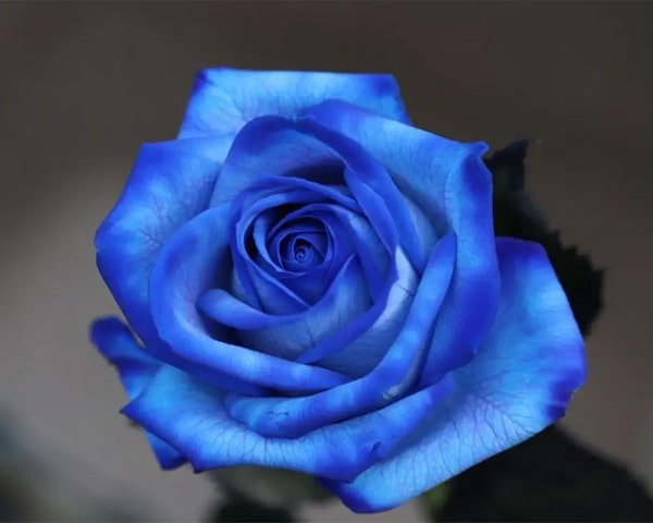 تصویر 1 از قیمت خرید گل رز آبی با فروش عمده