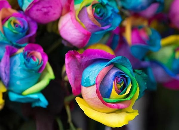 تصویر 2 از قیمت روز گل رز هلندی هفت رنگ