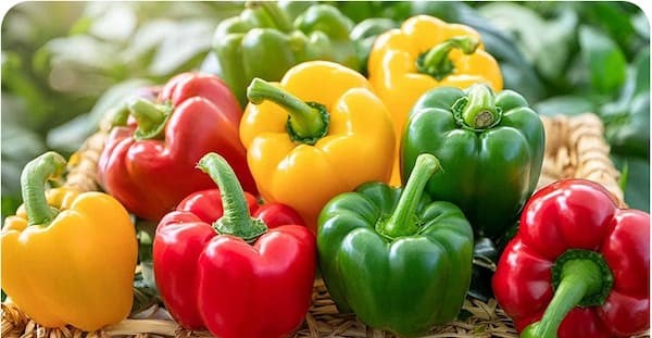تصویر 1 از فروش فلفل دلمه ای رنگی + قیمت خرید به صرفه