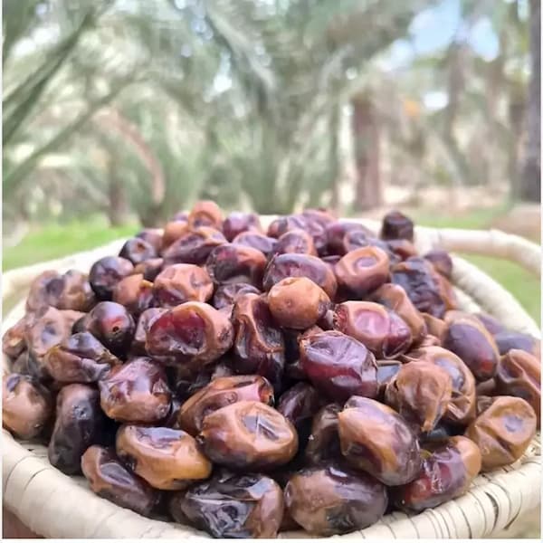 قیمت خرما کبکاب درجه یک صادرتی + خرید باور نکردنی
