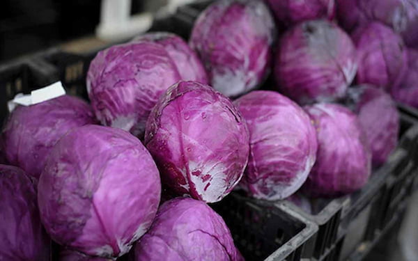 خرید و قیمت کلم پیچ توسکانی + فروش صادراتی