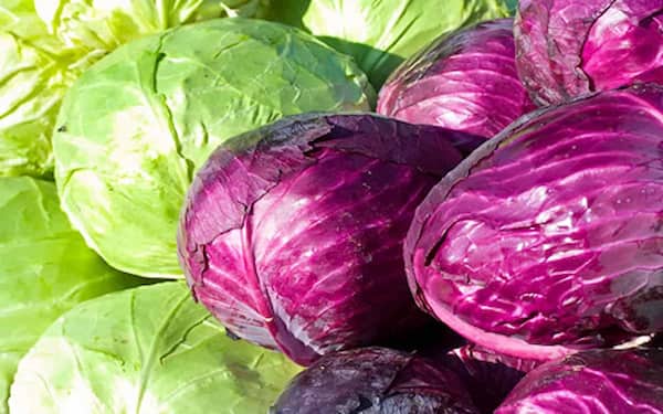 تصویر 2 از خرید و قیمت کلم پیچ توسکانی + فروش صادراتی