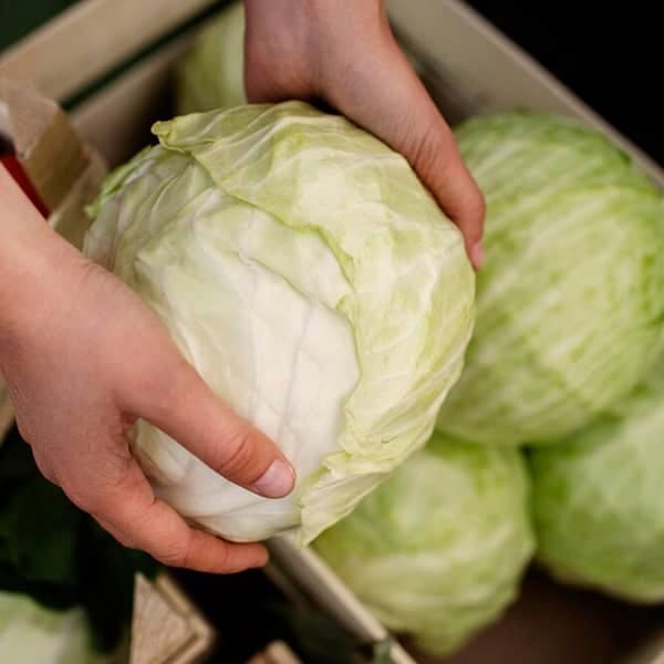تصویر 1 از خرید و قیمت کلم پیچ توسکانی + فروش صادراتی